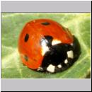 Coccinella septempunctata - Siebenpunkt 11.jpg